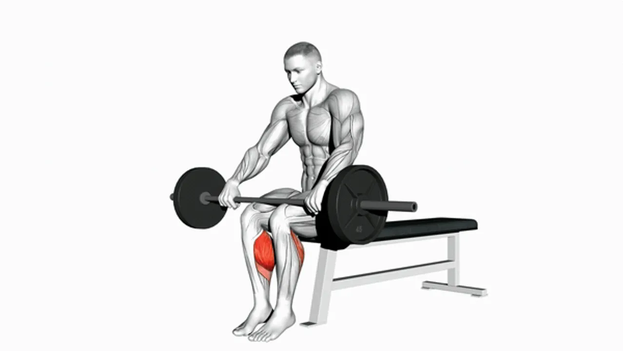 Barbell Seated Calf Raise