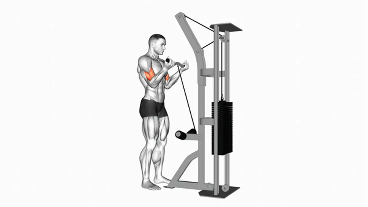 Common Cable Biceps Curl Variations Image