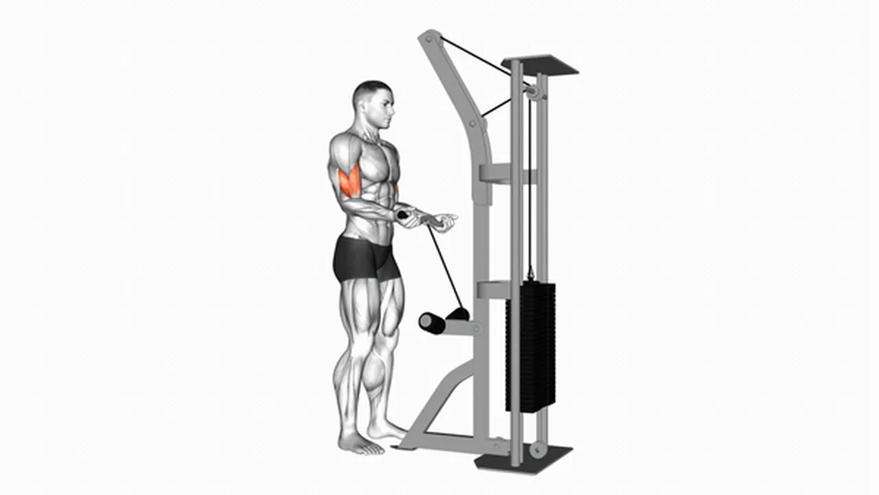 Alternatives to Cable Biceps Curls (SZ Bar) Image