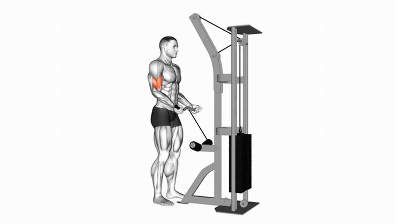 Common mistakes during Cable Biceps Curls (SZ Bar) Image