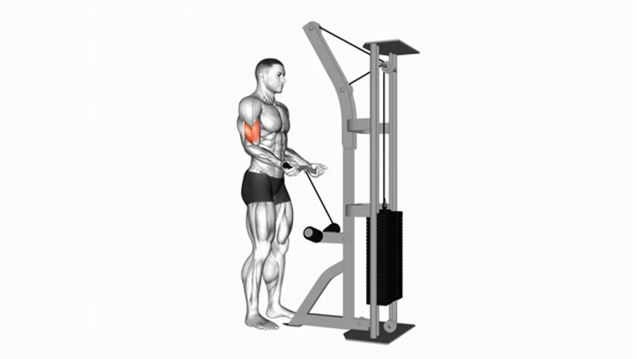 Cable Biceps Curl (SZ Bar)