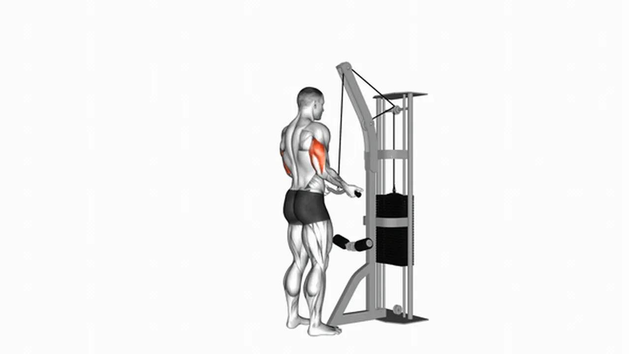 Common variations of Cable Reverse Grip Triceps Pushdown Image