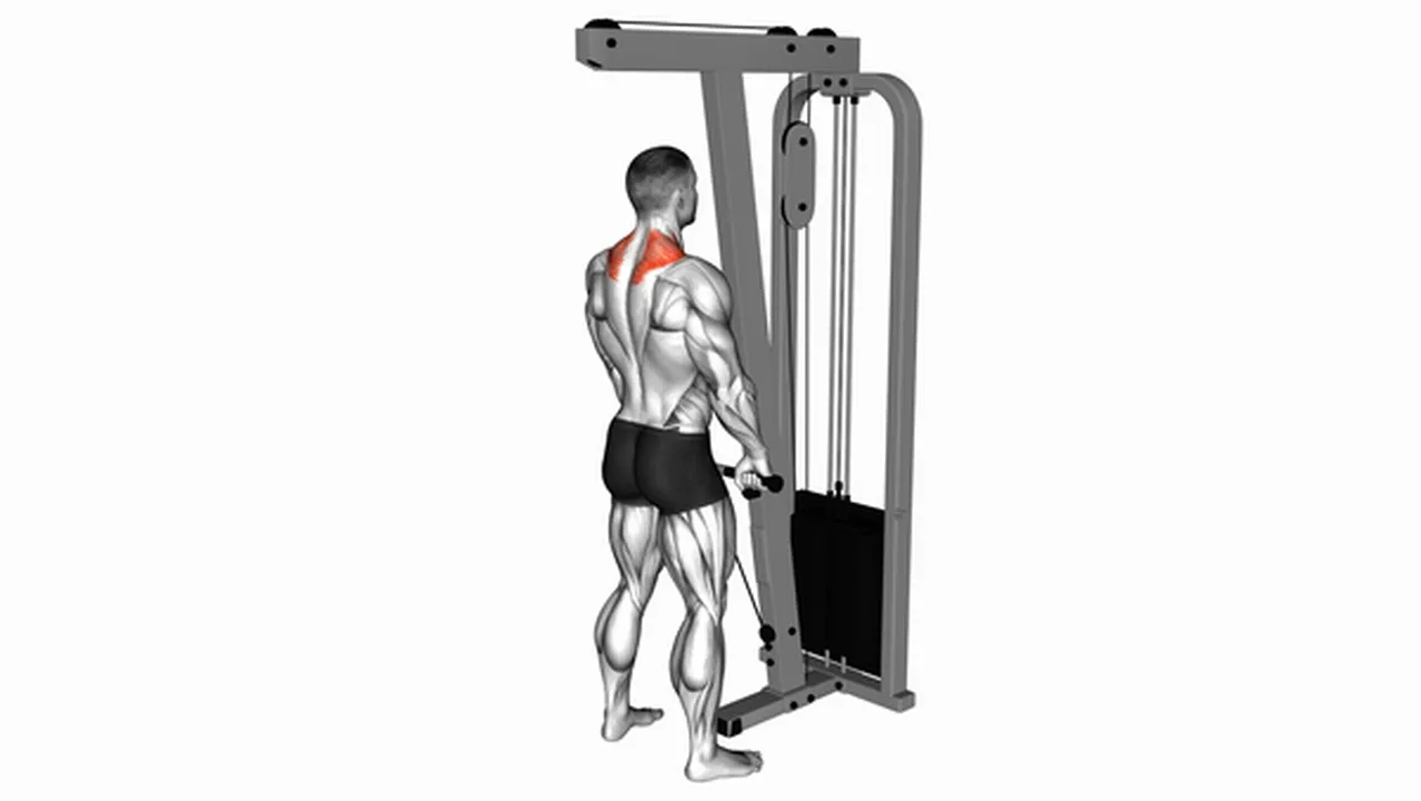 Common variations of Cable Shrugs Image