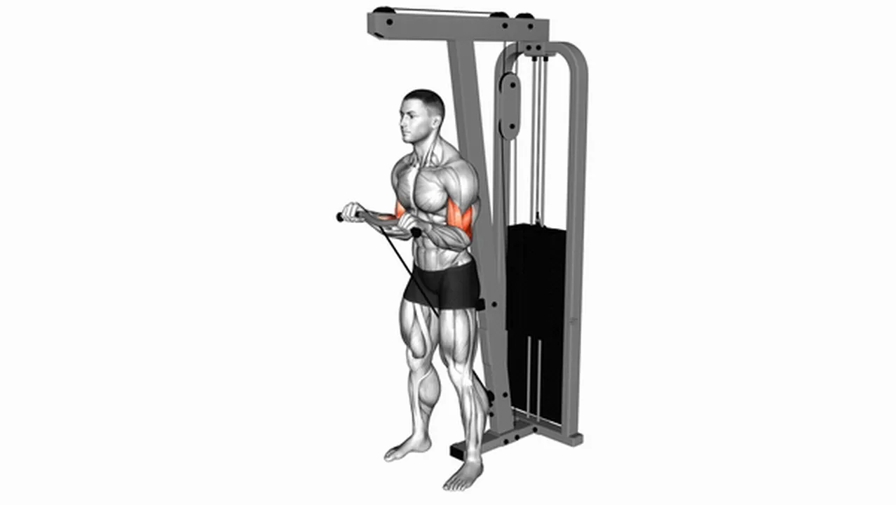 How to do Cable Standing Reverse Curls? Image