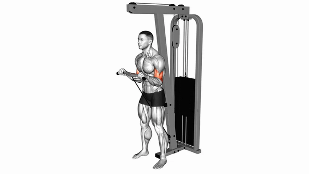 Common variations of Cable Standing Reverse Curls Image