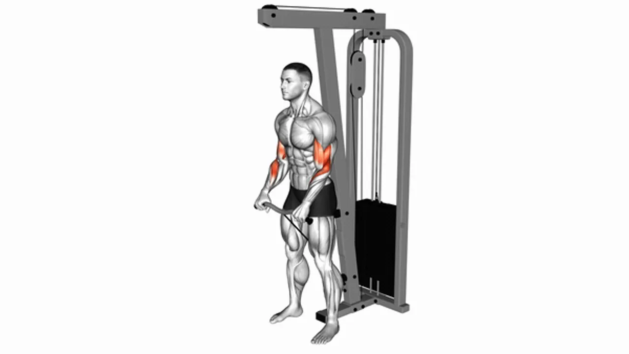 Cable Standing Reverse Curl (SZ Bar)