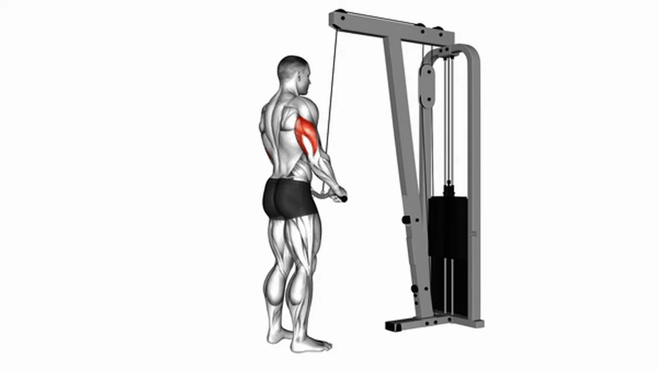 How to do Cable Triceps Pushdowns with an SZ Bar? Image