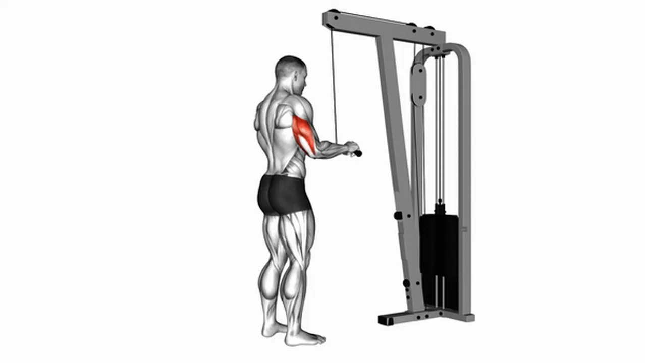 Common variations of Cable Triceps Pushdowns Image