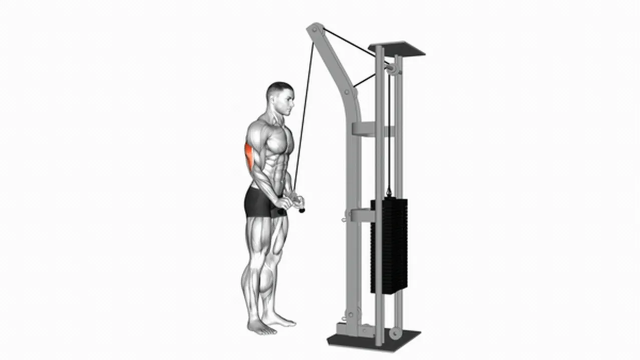 Alternatives to cable triceps pushdowns Image