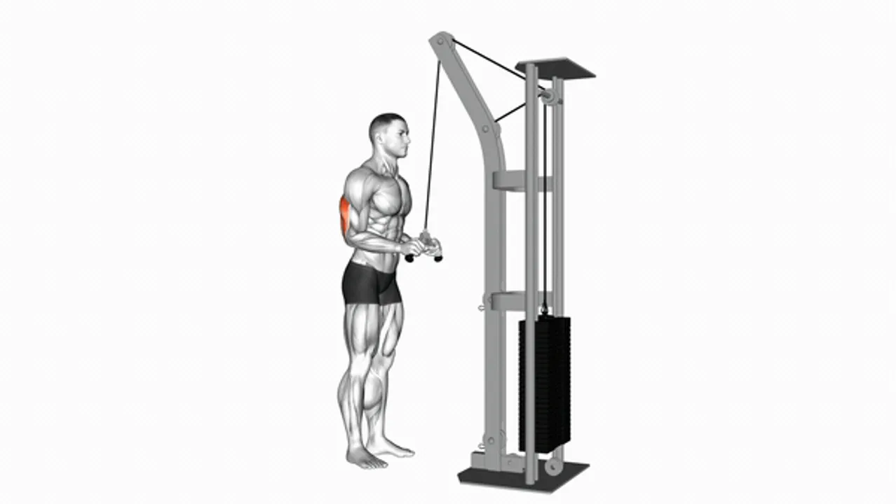 Cable Triceps Pushdown with V-Bar Attachment