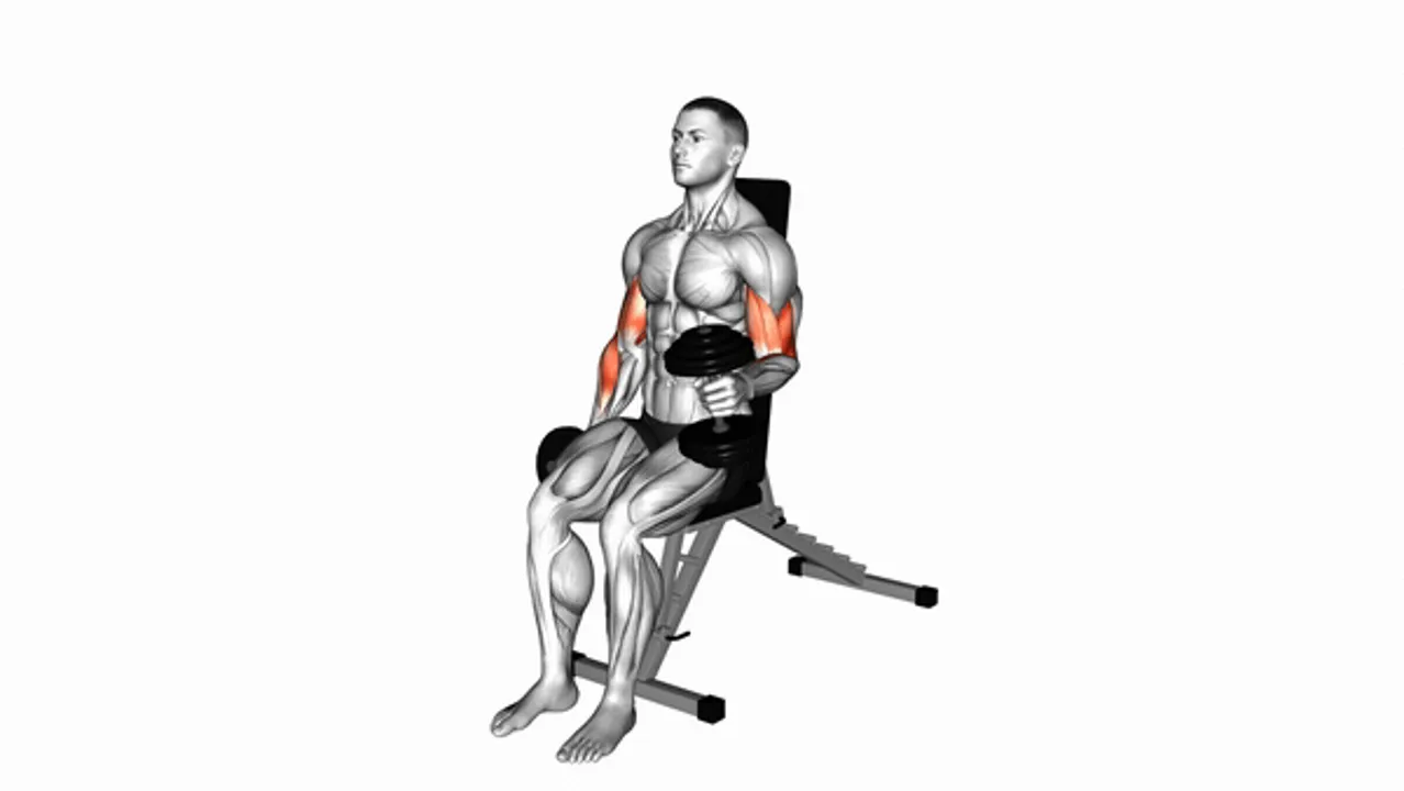 Dumbbell Alternate Seated Hammer Curl