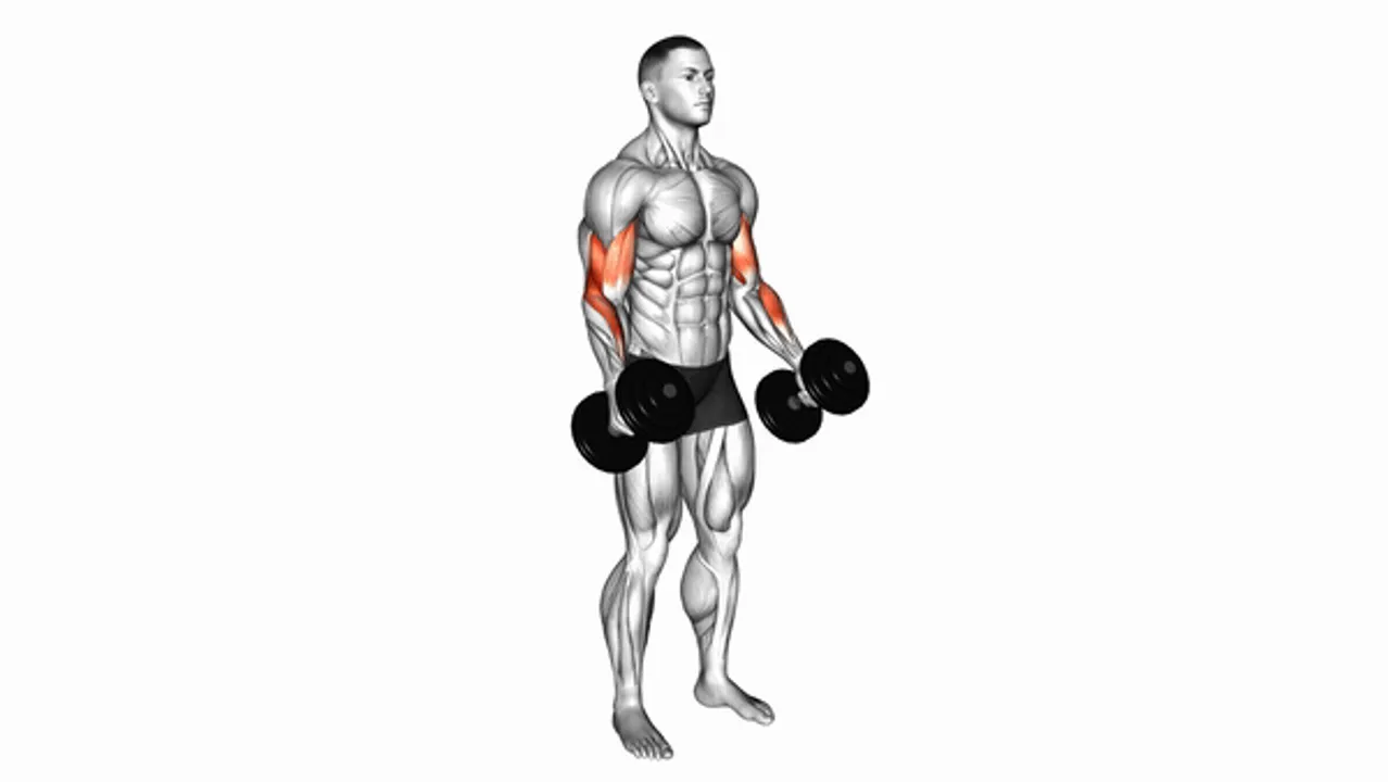 Dumbbell Hammer Curl