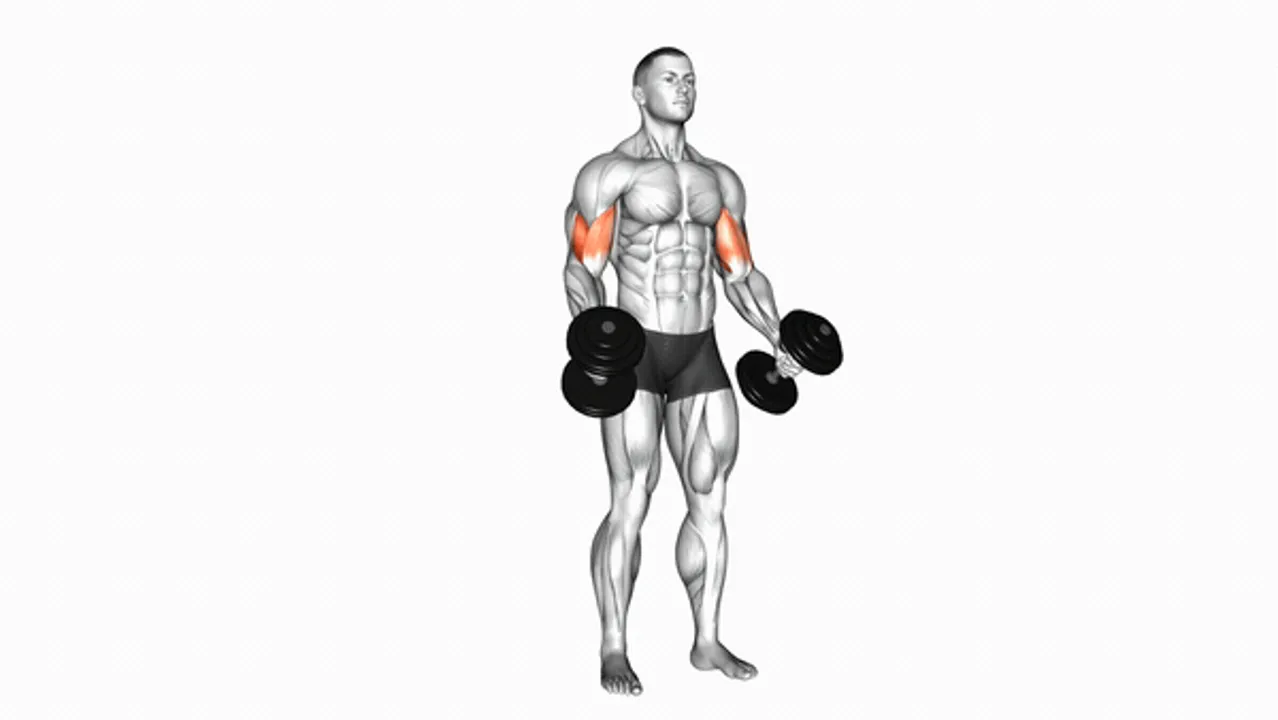 Dumbbell Standing Inner Biceps Curl