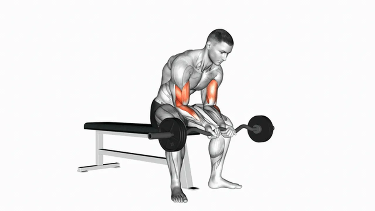 How to do EZ Bar Seated Close Grip Concentration Curls? Image