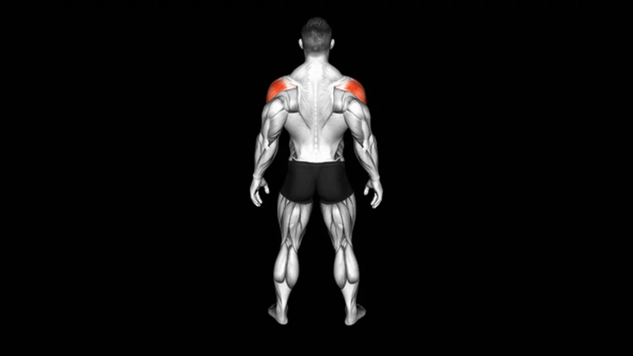 What are the Major Muscle Groups? Image