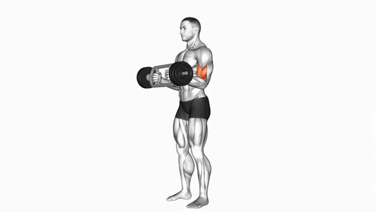 How to do Olympic Barbell Hammer Curls? Image