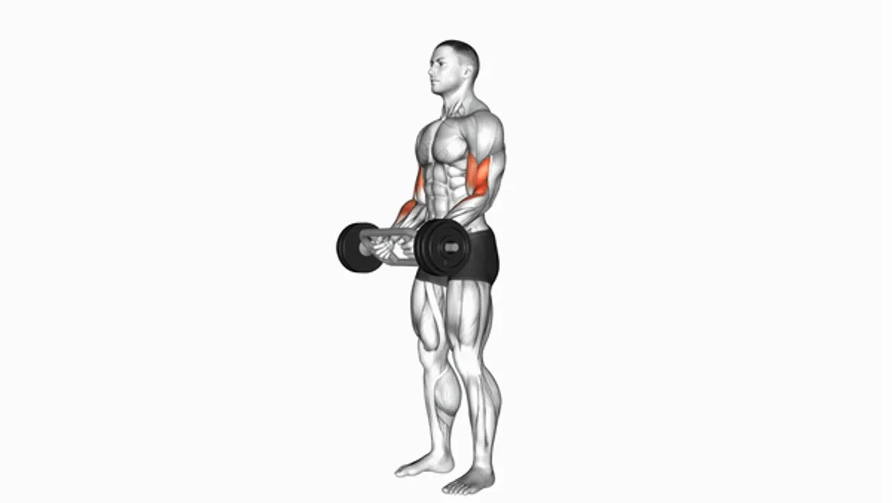 Olympic Barbell Hammer Curls