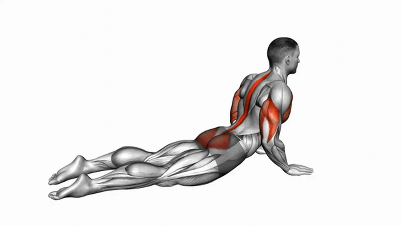 Common variations of Seal Push-Ups Image